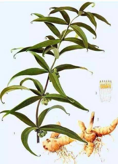 华佗囊中物,扁鹊壶里汤一一《潮汕常见中草药素描百唱