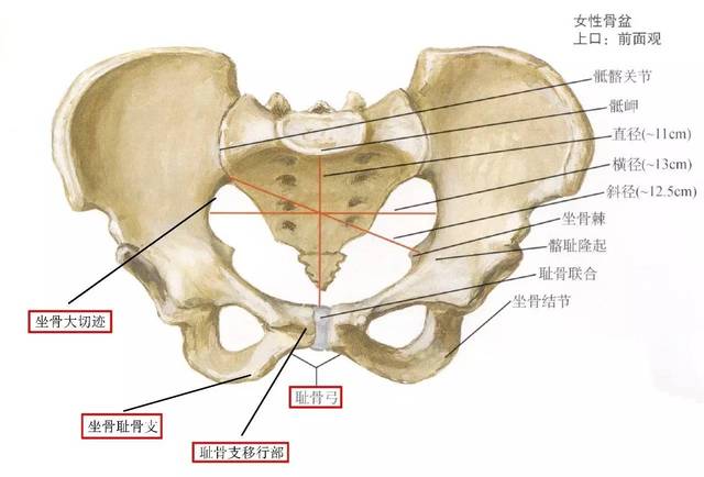 【性别篇】3分钟教你人体骨骼性别鉴定
