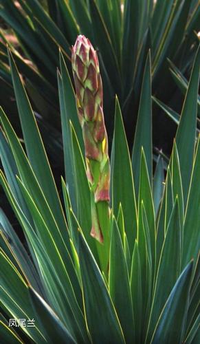 其它 花海拾贝 写美篇                咏凤尾兰花           涅盘不
