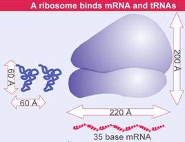 核糖体rna