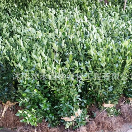 批发冬青树苗 四季常青 冬青小苗10-80公分工程绿化苗木基地直销图片