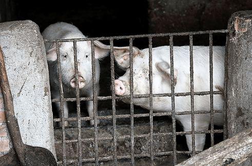 农村妻子深夜想吃猪蹄丈夫赌气直接冲进猪圈第二天悲剧发生