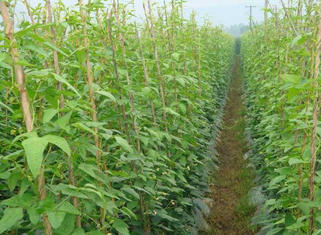 豇豆长什么样豇豆图片大全