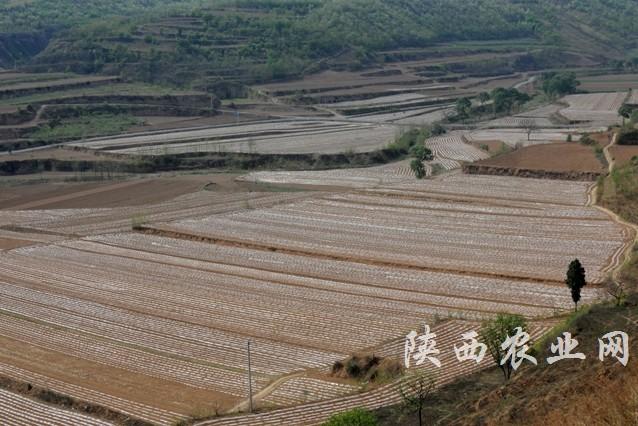 白水县地膜玉米集中连片种植基地