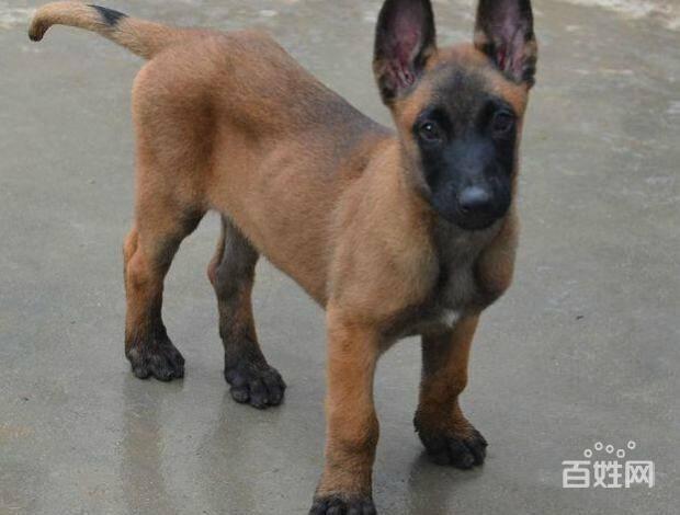 纯种马犬 赛级马犬 保健康 北京马犬多少钱一只
