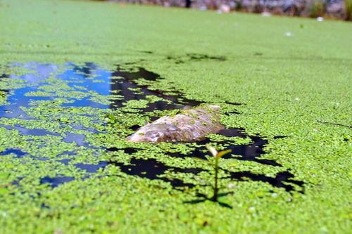 浙江温岭河道遭浮萍侵袭 大批鱼缺氧而死