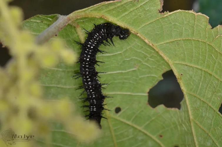散纹盛蛱蝶幼虫 symbrenthia liaea
