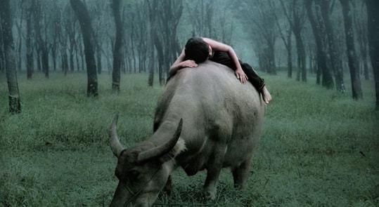 放牛娃悄悄放走老牛,回家被父亲殴打,岂料三天后才知救全家性命