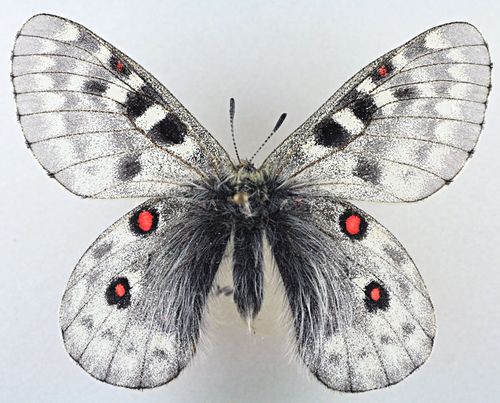中亚丽绢蝶,parnassius actius,绢蝶科绢蝶属的一个物种.