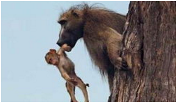 互动问答| 为什么狒狒有可能打赢狮子?