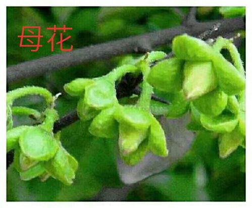 金弹子盆栽如何区分公母