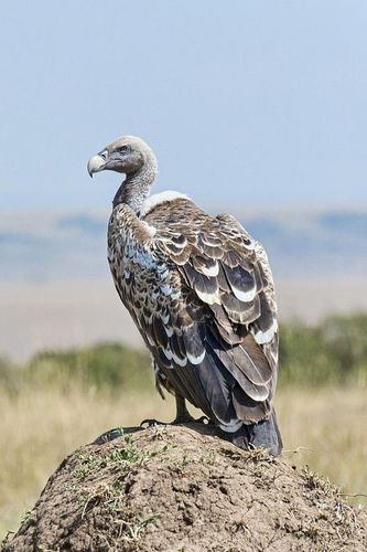 鹰形目·鹰科·兀鹫属:黑白兀鹫