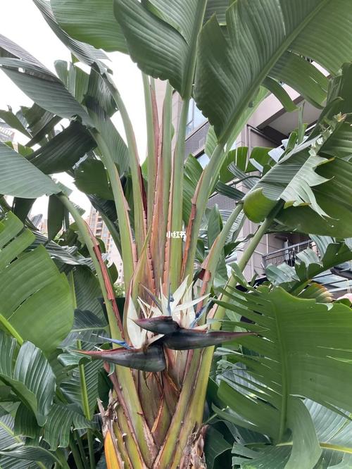 天堂鸟开花_天堂鸟_绿植_米高怎么样_尼古拉天堂鸟_家居家装_家居装饰