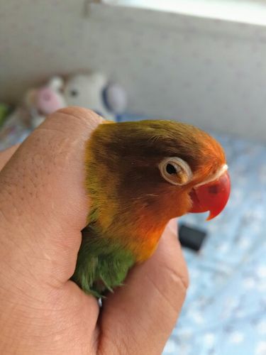 牡丹鹦鹉,大神看看他的眼睛怎么了