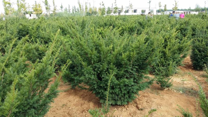 名称:大连市金州华家恒泰苗圃