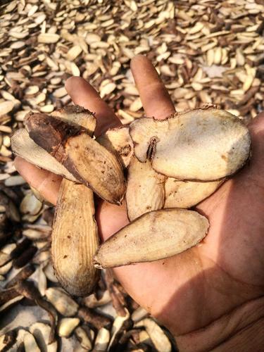 紫茉莉种子 入地老鼠(干货)