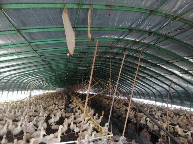 山东肉鸡肉鸭养殖大棚养猪肉牛温室养殖大棚质量可靠