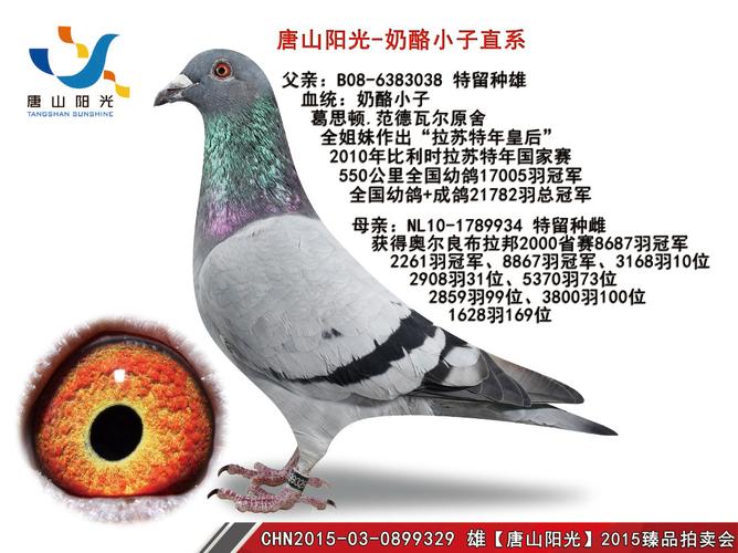 【唐山阳光】奶酪小子直系种鸽-0899329 保证金级 拍卖