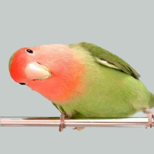 桃脸情侣鹦鹉桃脸牡丹鹦鹉有哪些