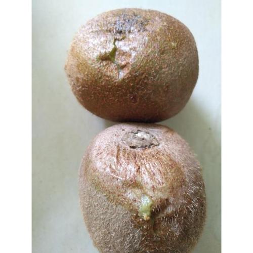 【坏果包赔】陕西绿心徐香猕猴桃五斤装(单果100g以上