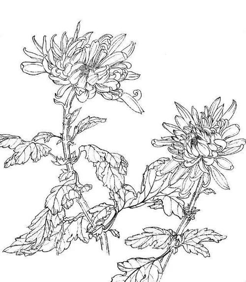 工笔画-白描图谱之菊花