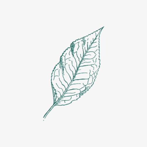 钩树叶彩色简笔画