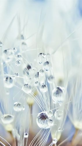 壁纸 蒲公英,水滴,露珠 2560x1600 hd 高清壁纸, 图片