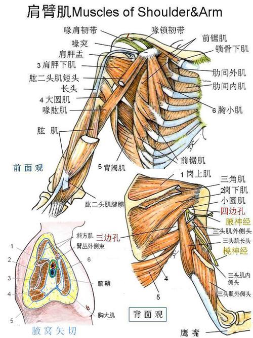 人体解剖学精品视频公开课               