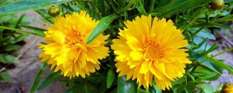 大花金鸡菊什么时候开花