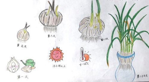 我和蒜苗一起成长——四(6)班数学实践活动优秀成果展