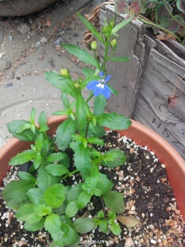 俺播种的六倍利开花了.