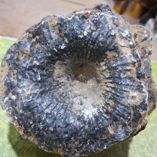 精品单体珊瑚化石古生物化石原石奇石泥盆纪教学科普