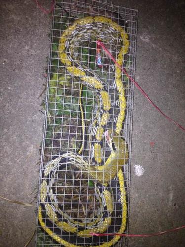 黑肚皮背上黄色带黑色花文的什么蛇,这是什么蛇