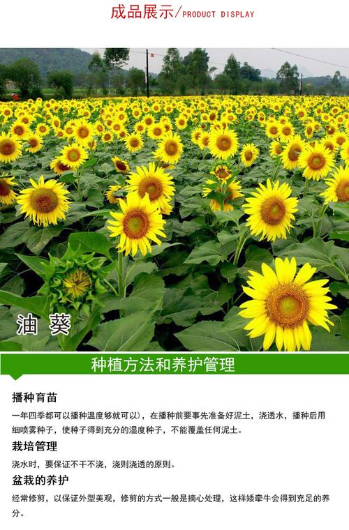 好货如云 花卉/蔬果/草坪种子 向日葵 品牌:向日葵 颜色分类:油葵种子