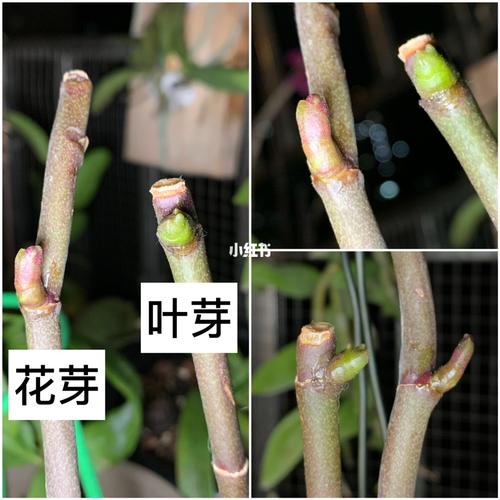 蝴蝶兰花杆扦插,花芽叶芽对比区别_蝴蝶兰_博主_月季