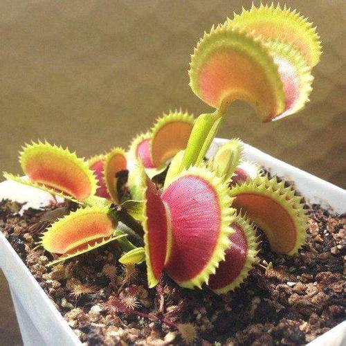 捕蝇草怎么养,捕蝇草有毒吗