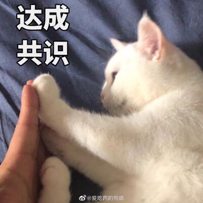 猫表情包 达成共识