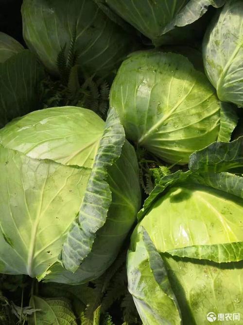 包菜连花白平包菜