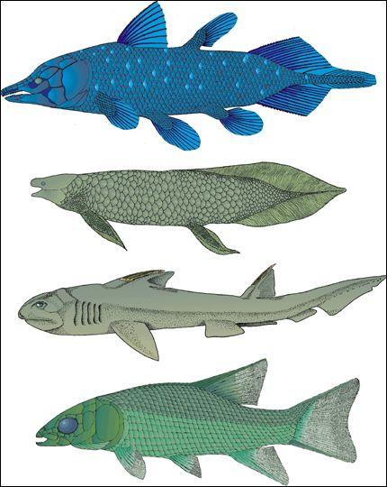 科学家发现新种恐龙 曾经以鲨鱼为食