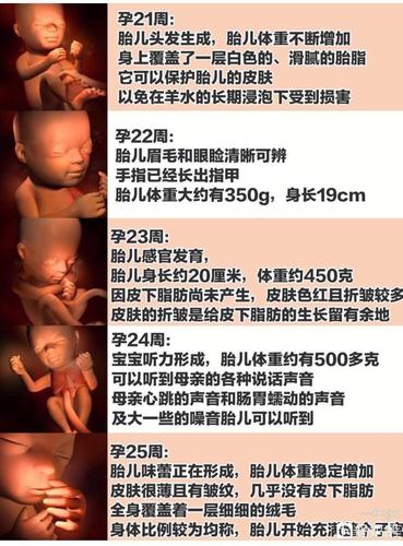 1～40周胎儿发育详细全过程