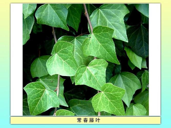 最后的常春藤叶(1)ppt