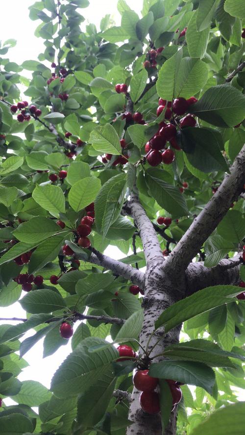 艾玛,感觉这棵樱桃树今年是要上天的节皱.