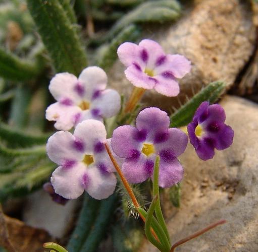 紫筒草stenosoleniumsaxatiles