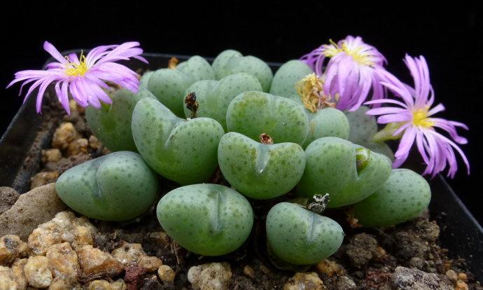 番杏科多肉如何养护,四个方法养出肥都都的多肉