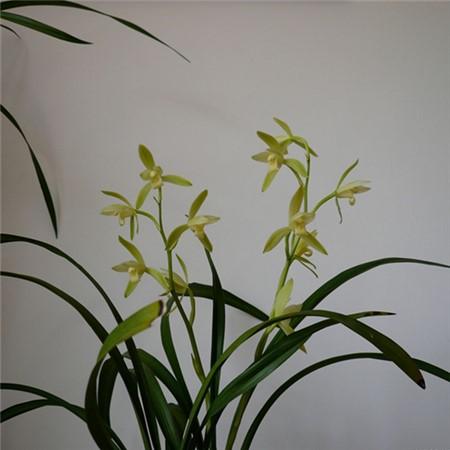 精品寒兰往往在一朵花上就能展现出深浅不同的颜色,变化多端,耀目绮丽