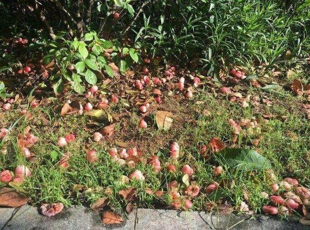小区种的这种贵族水果熟了掉一地没人敢捡原因惊人