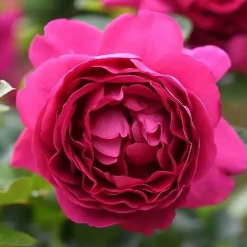 胭脂口红月季花苗玫瑰灌木多季勤花浓香花卉阳台庭院