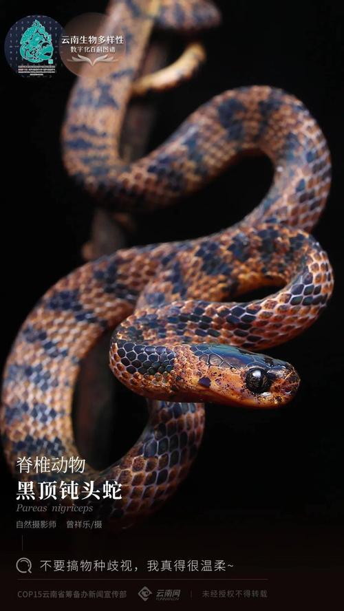 【云南生物多样性数字化百科图谱】脊椎动物黑顶钝头蛇:不要搞物种