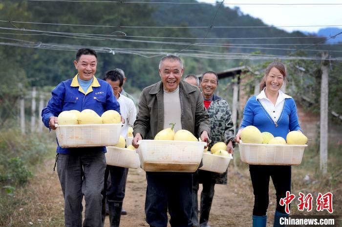 10月15日,汪剑鸣和江西上高县田心镇斜溪村村民正在收获柚子.