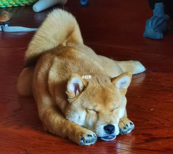 柴柴的爪子真的好香香 每天都想闻闻亲亲_柴犬_玉米_爆米花_宠物_狗
